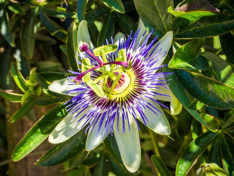 Passiflora: o que é e 5 principais benefícios